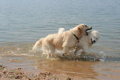 Hundestrand